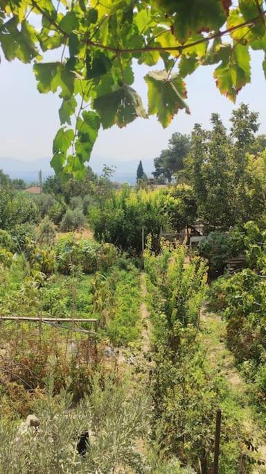 Engin Home Pamukkale Extérieur photo